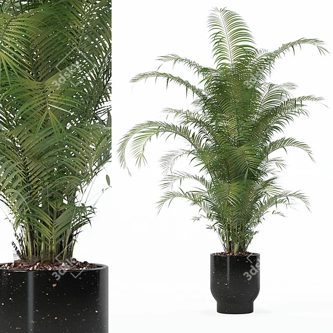 Modern Areca Palm Flower Pot 3D model image 1