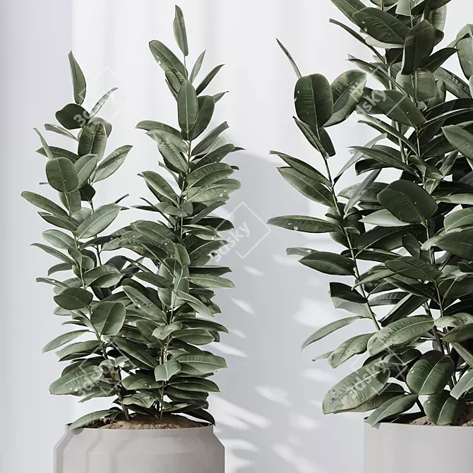 Rubber Ficus 3D Vases Collection 3D model image 4