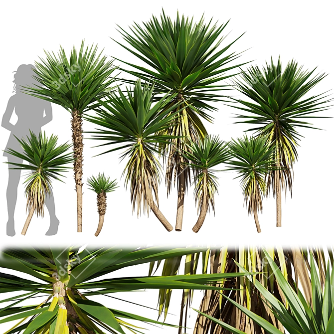 Low-Volume Yucca Palm Asset 3D model image 1