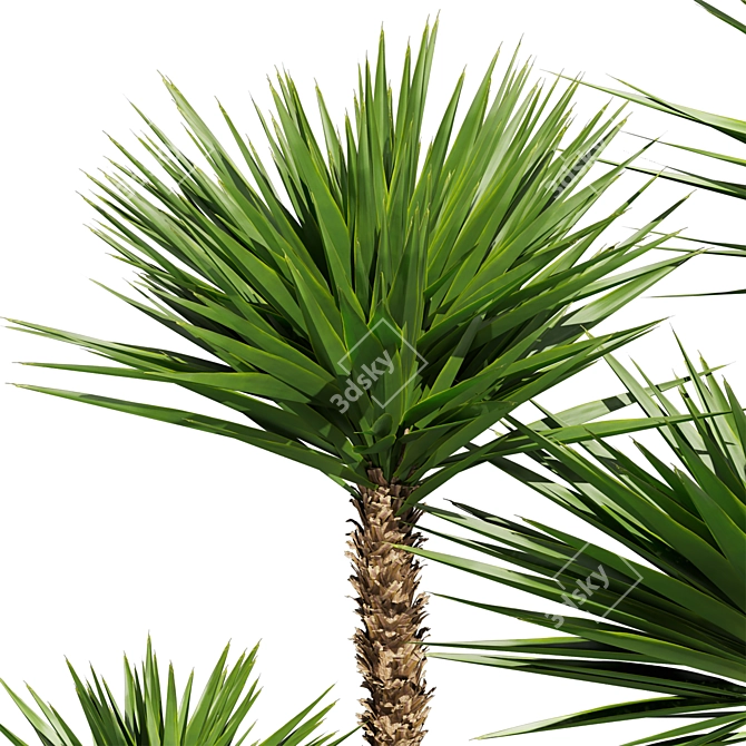 Low-Volume Yucca Palm Asset 3D model image 6