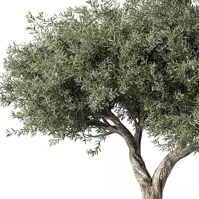 Majestic Olive Tree Sculpture 3D model image 2