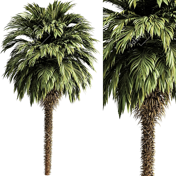 Tropical Palm Tree 3D Model 3D model image 1