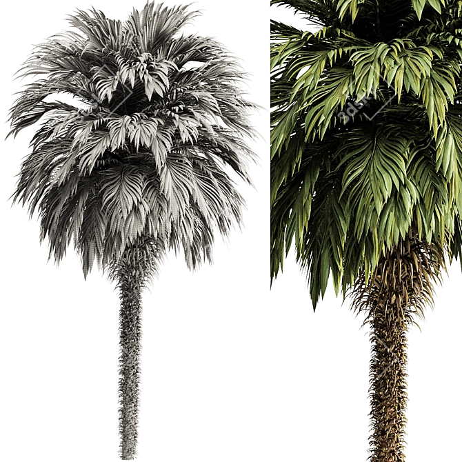 Tropical Palm Tree 3D Model 3D model image 3