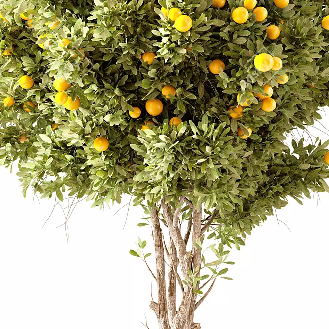 Lush Orange Tree Model 3D model image 2