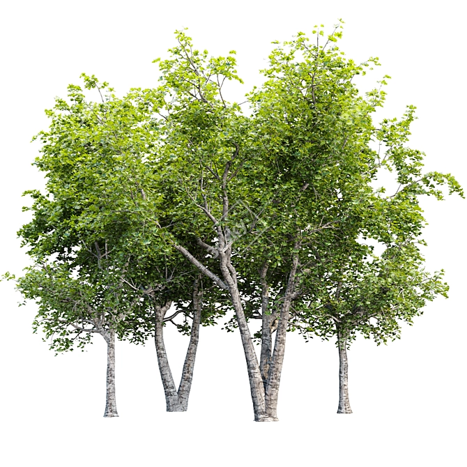 Tree Collection 3D Models Pack 3D model image 1