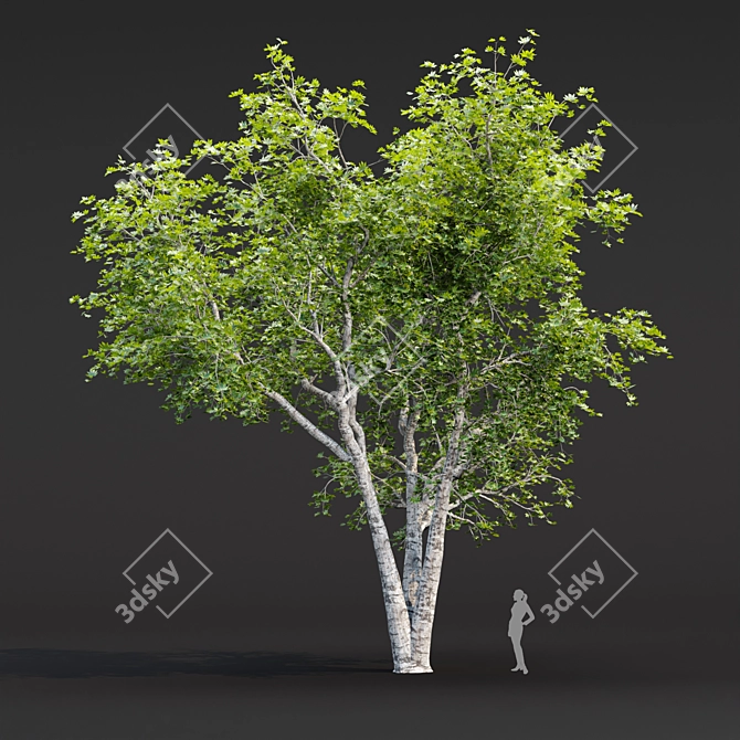 Tree Collection 3D Models Pack 3D model image 2