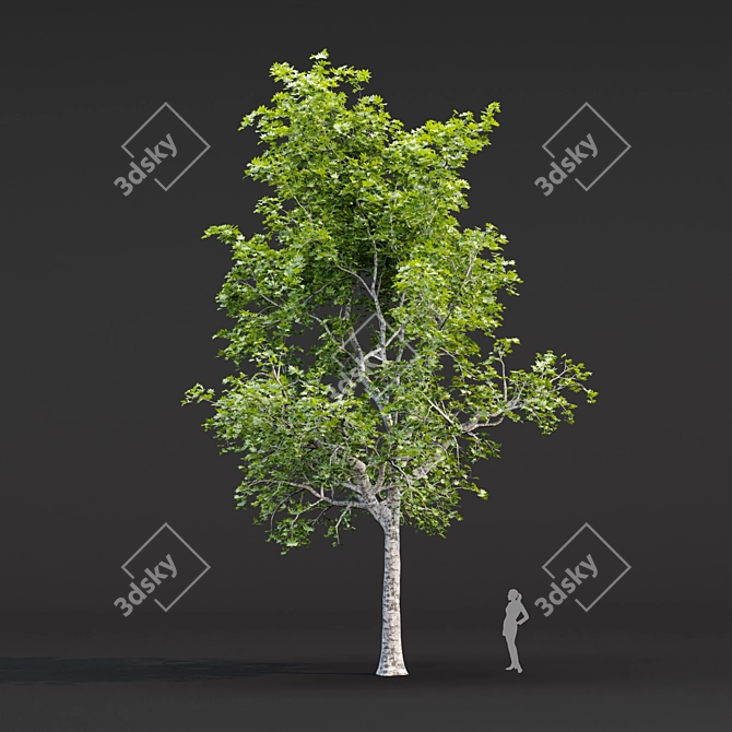 Tree Collection 3D Models Pack 3D model image 3