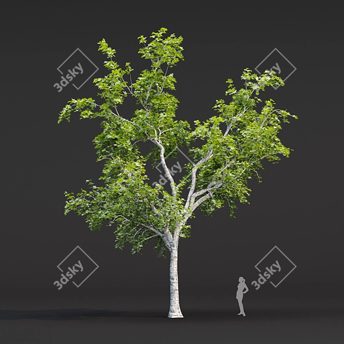 Tree Collection 3D Models Pack 3D model image 5