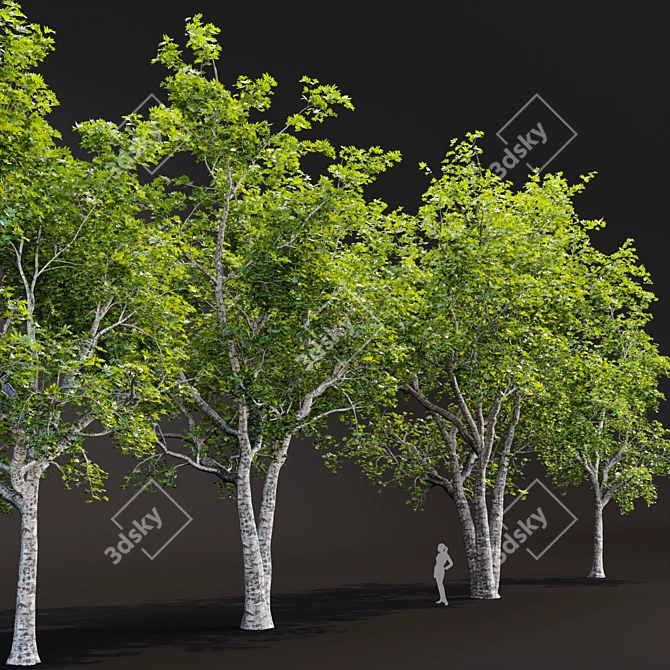 Tree Collection 3D Models Pack 3D model image 6