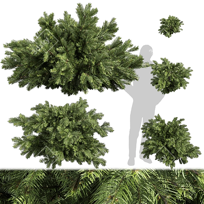 Outdoor Abies Balsamea Bush Collection 3D model image 2