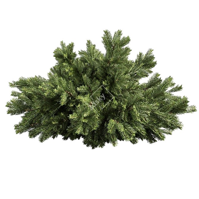 Outdoor Abies Balsamea Bush Collection 3D model image 3