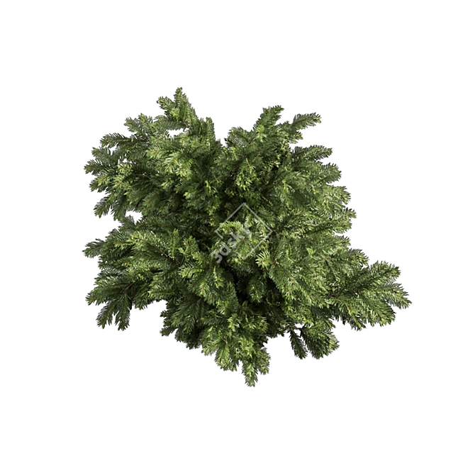 Outdoor Abies Balsamea Bush Collection 3D model image 5