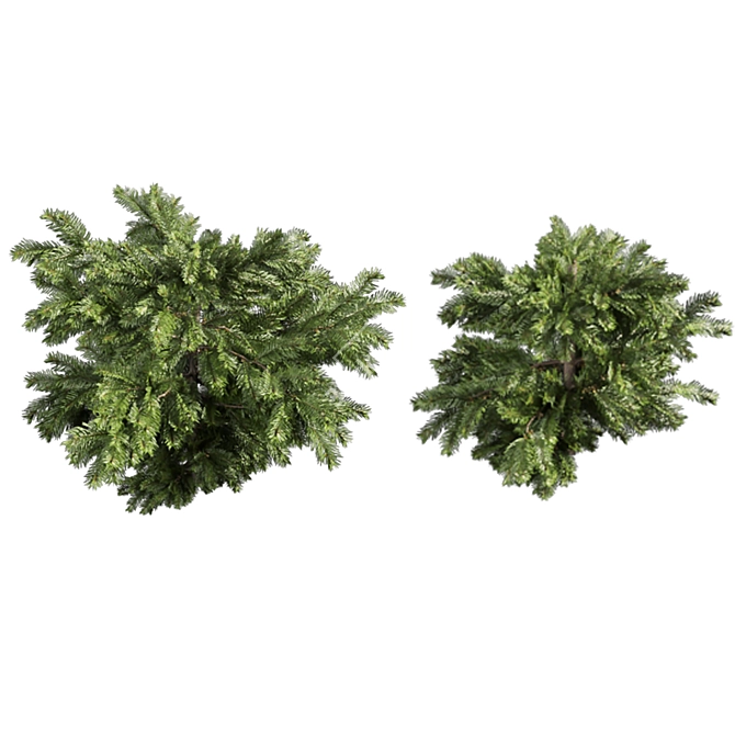 Outdoor Abies Balsamea Bush Collection 3D model image 6