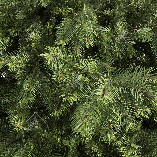 Outdoor Abies Balsamea Bush Collection 3D model image 7