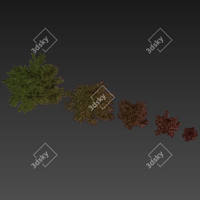 Outdoor Abies Balsamea Bush Collection 3D model image 1