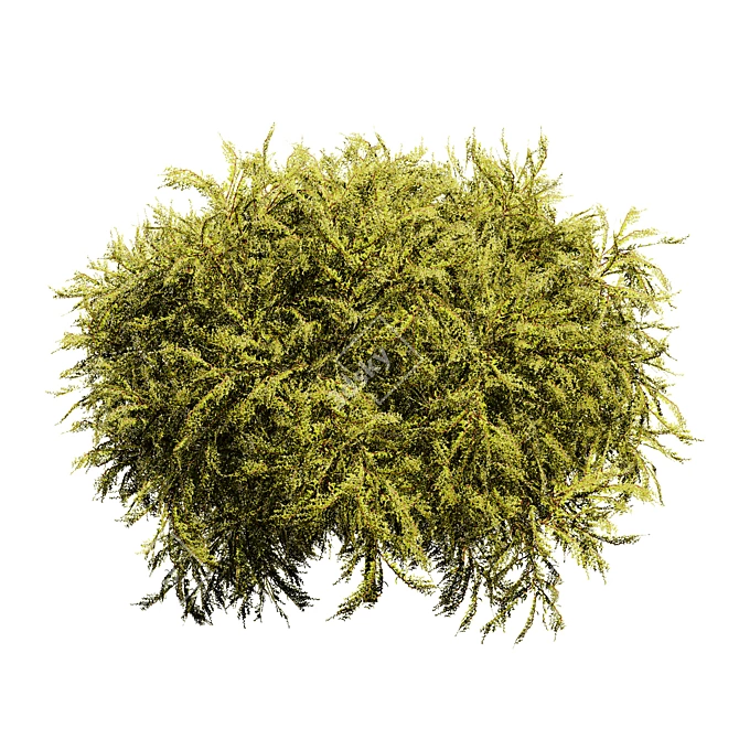 Golden Mop False Cypress 3D Model 3D model image 4