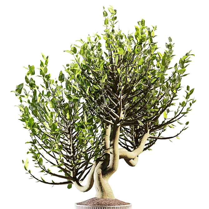 20cm Indoor Plant 3D Model 3D model image 4