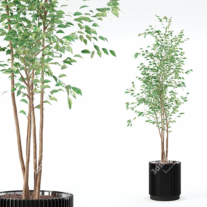 Modern Ficus Benjamina in Pot 3D model image 1