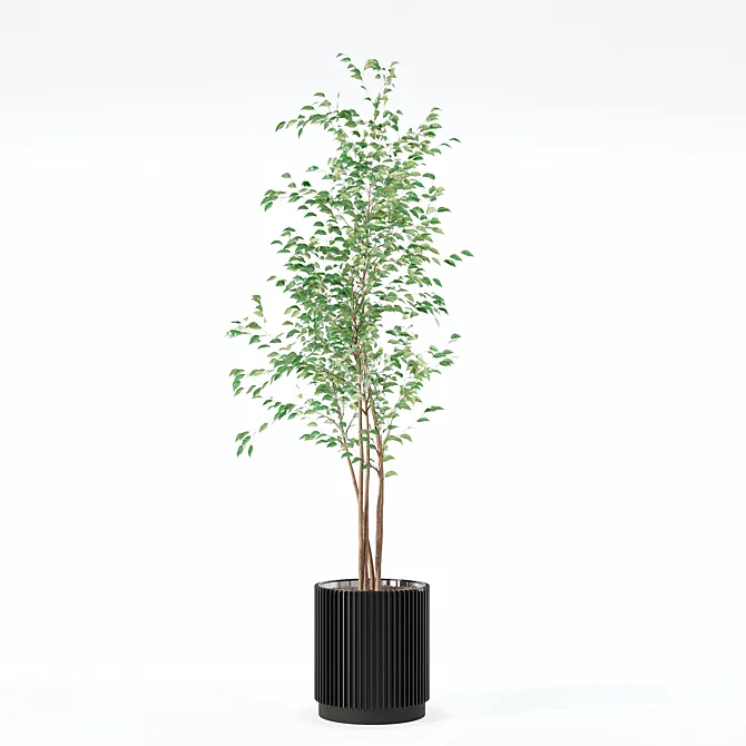 Modern Ficus Benjamina in Pot 3D model image 2