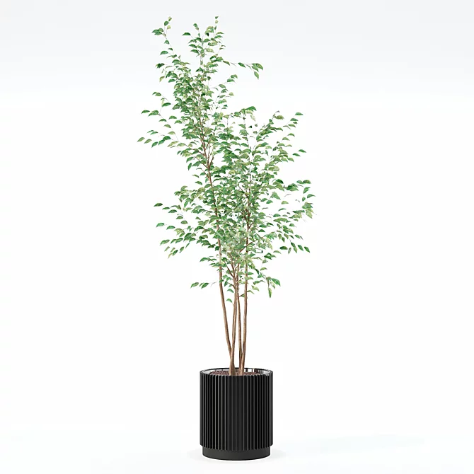 Modern Ficus Benjamina in Pot 3D model image 3