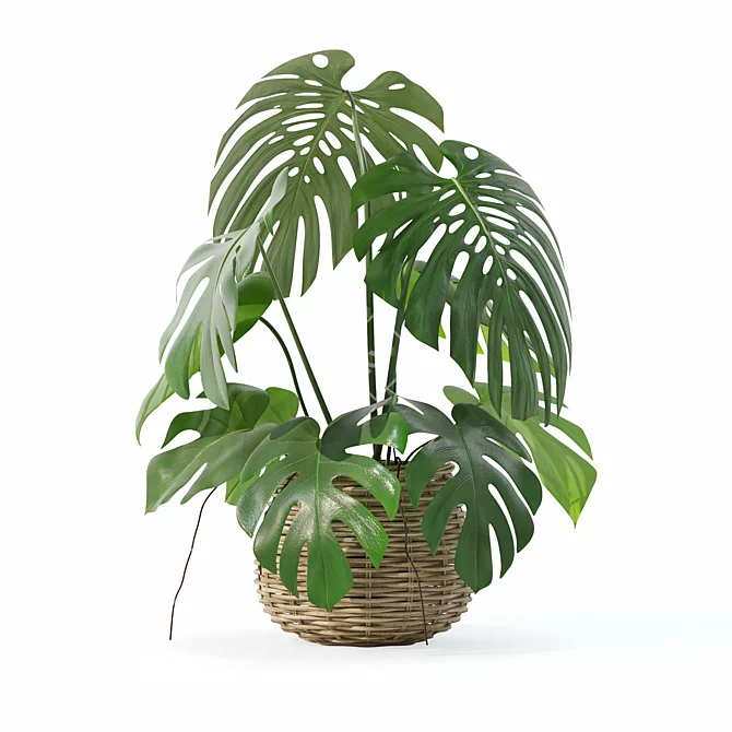 3D Monstera Plant Collection 170 3D model image 2