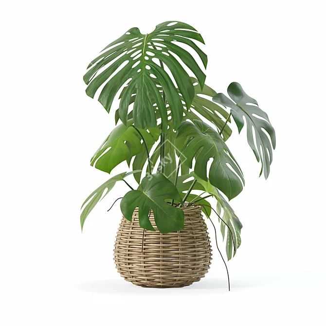 3D Monstera Plant Collection 170 3D model image 3