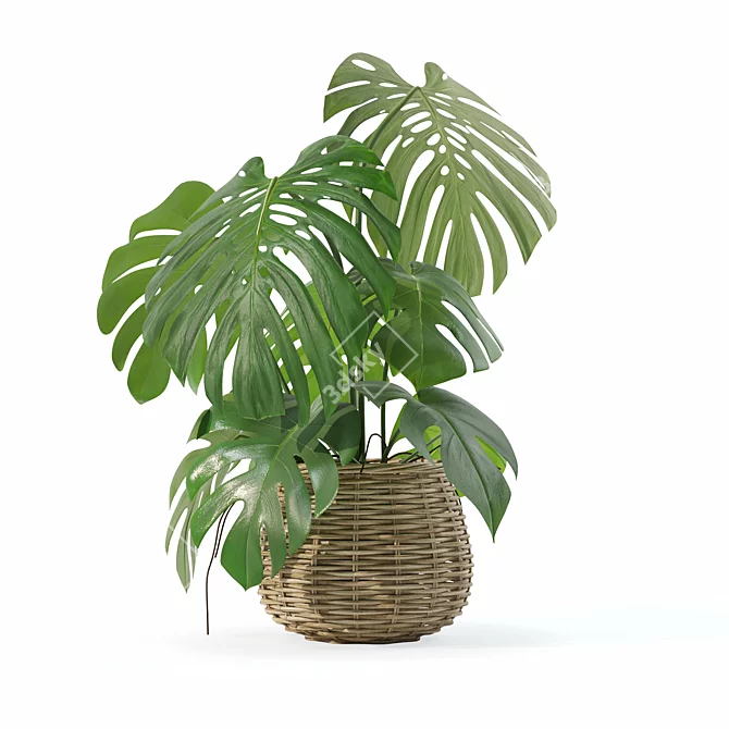 3D Monstera Plant Collection 170 3D model image 4