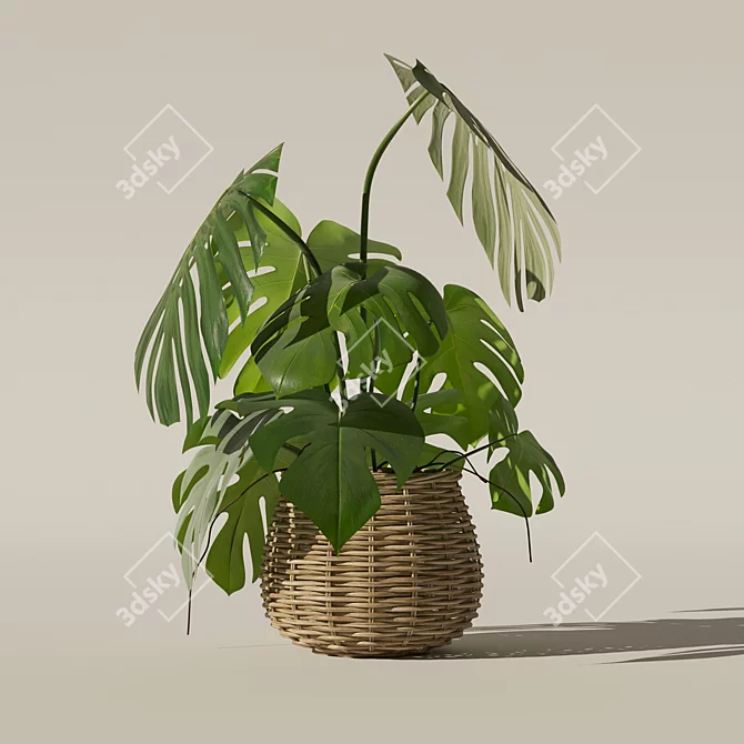 3D Monstera Plant Collection 170 3D model image 7