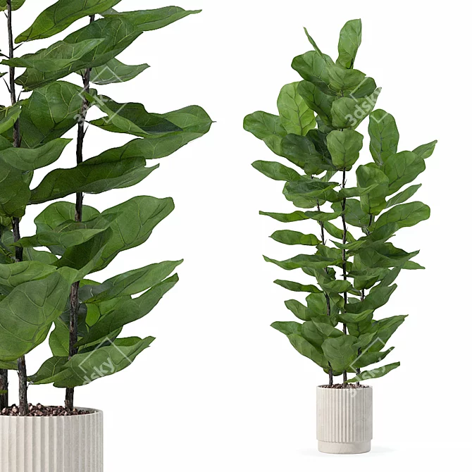 Modern Ficus Lyrata in Pot 3D model image 1