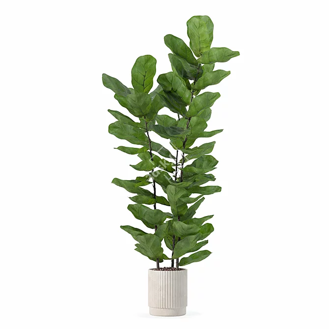 Modern Ficus Lyrata in Pot 3D model image 2