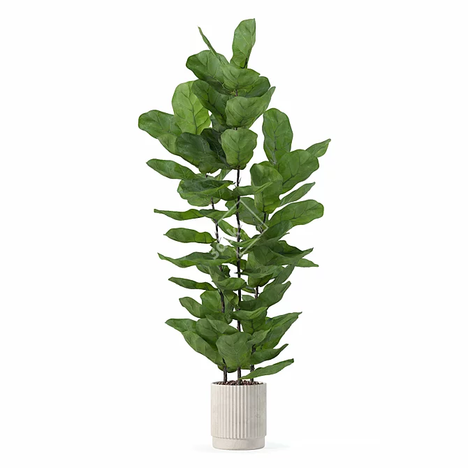 Modern Ficus Lyrata in Pot 3D model image 3