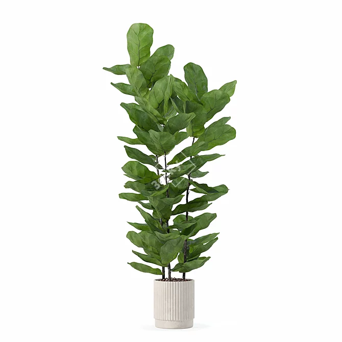 Modern Ficus Lyrata in Pot 3D model image 4