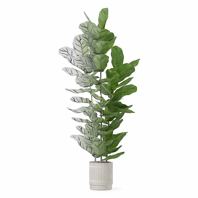 Modern Ficus Lyrata in Pot 3D model image 6