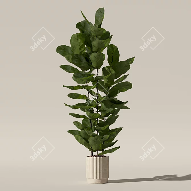 Modern Ficus Lyrata in Pot 3D model image 7