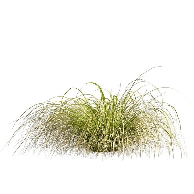 High-Quality Carex Comans Grass Model 3D model image 6