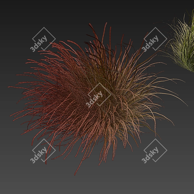 High-Quality Carex Comans Grass Model 3D model image 7