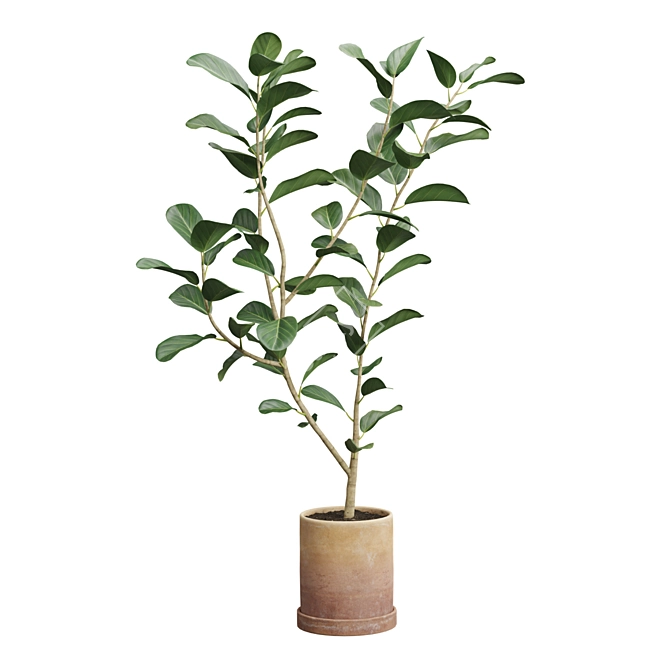 Impressive Ficus Audrey Banyan Tree 3D model image 3