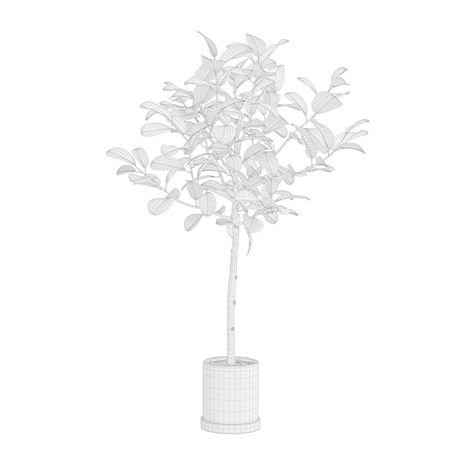 Impressive Ficus Audrey Banyan Tree 3D model image 7