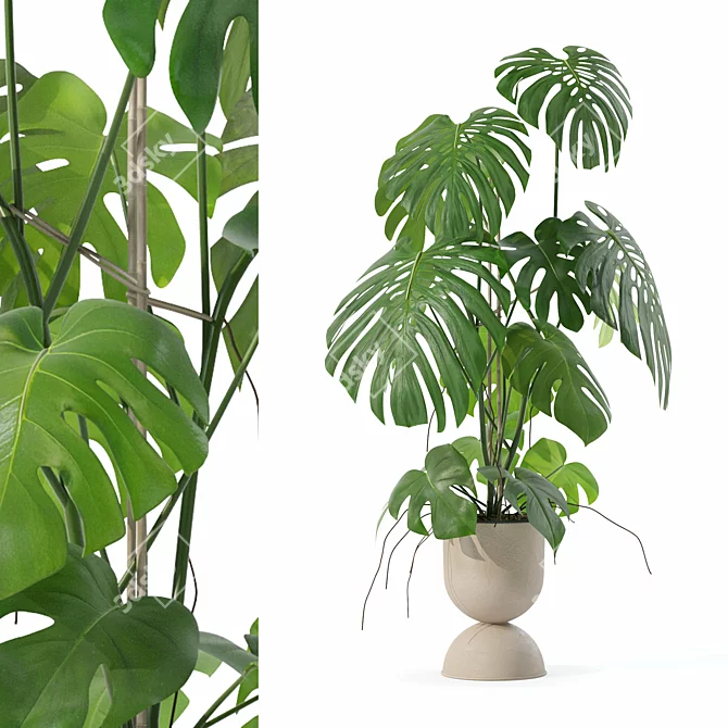 Monstera Plants Collection 3D Model 3D model image 1