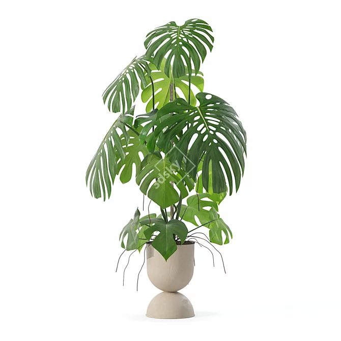 Monstera Plants Collection 3D Model 3D model image 2