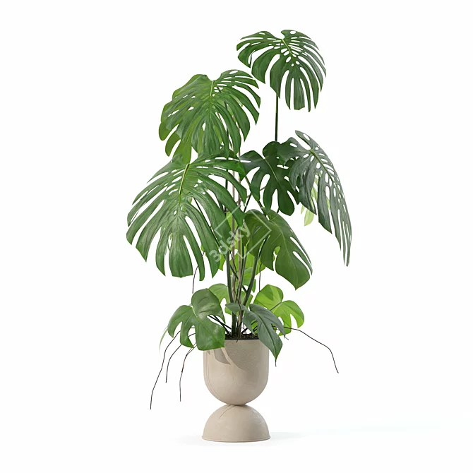 Monstera Plants Collection 3D Model 3D model image 3