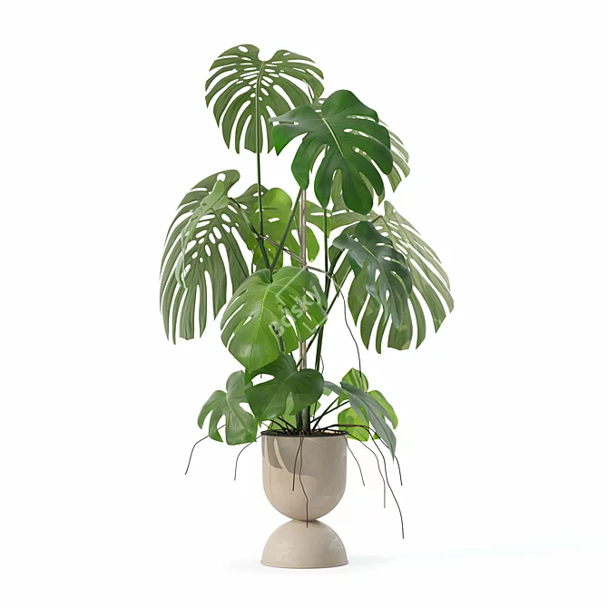 Monstera Plants Collection 3D Model 3D model image 4