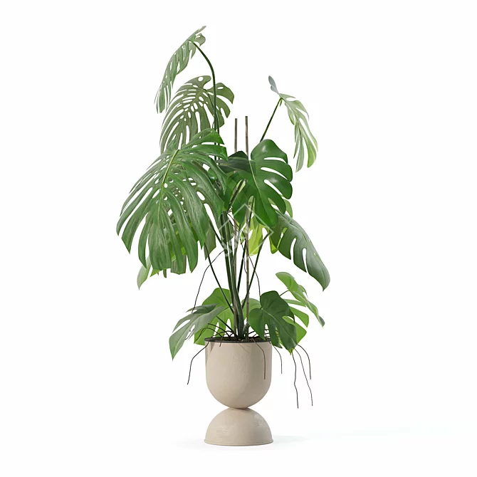 Monstera Plants Collection 3D Model 3D model image 5