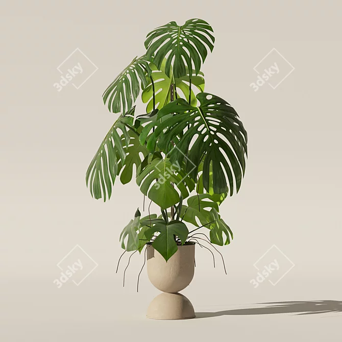 Monstera Plants Collection 3D Model 3D model image 7