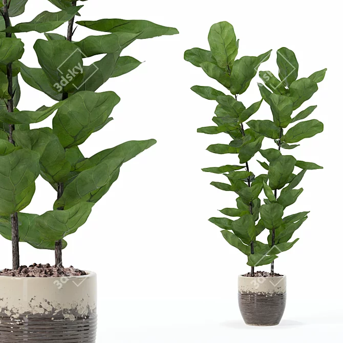 Lush Ficus Lyrata Plant	Collection 3D model image 1