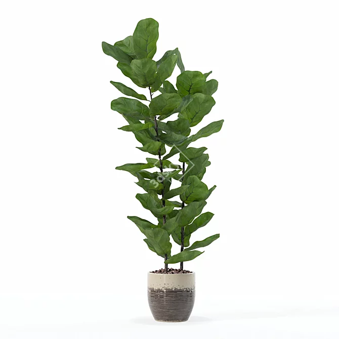 Lush Ficus Lyrata Plant	Collection 3D model image 2