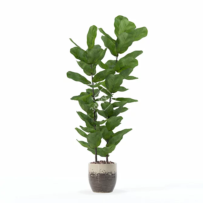 Lush Ficus Lyrata Plant	Collection 3D model image 3