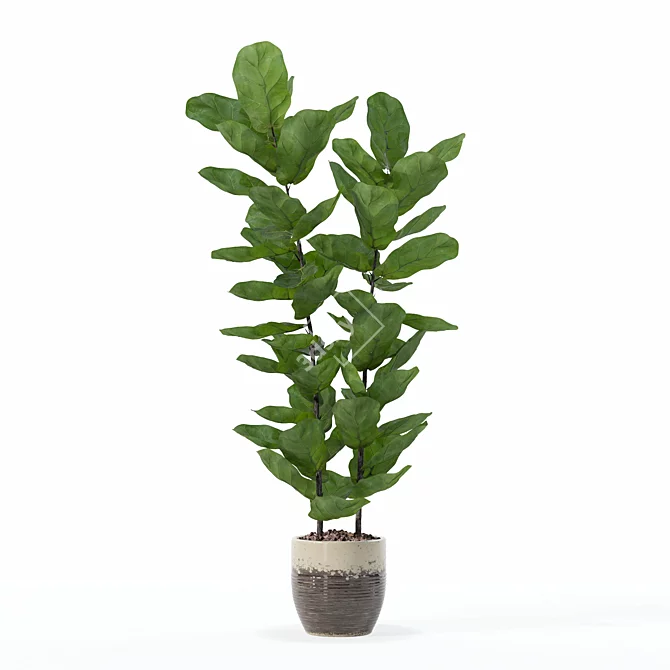 Lush Ficus Lyrata Plant	Collection 3D model image 4