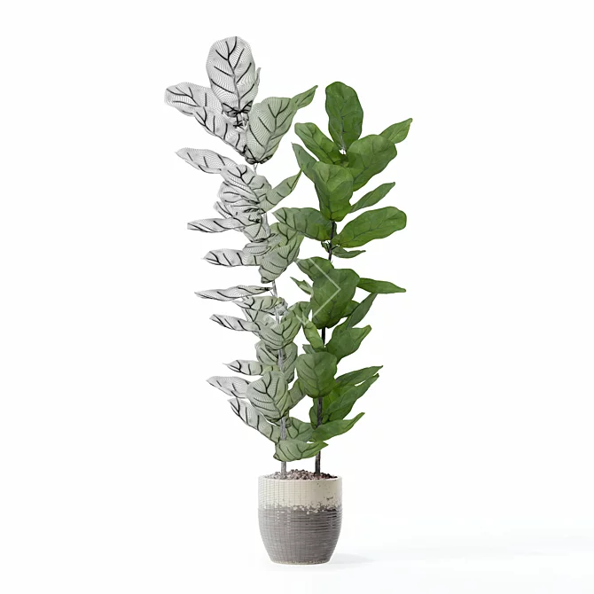 Lush Ficus Lyrata Plant	Collection 3D model image 5