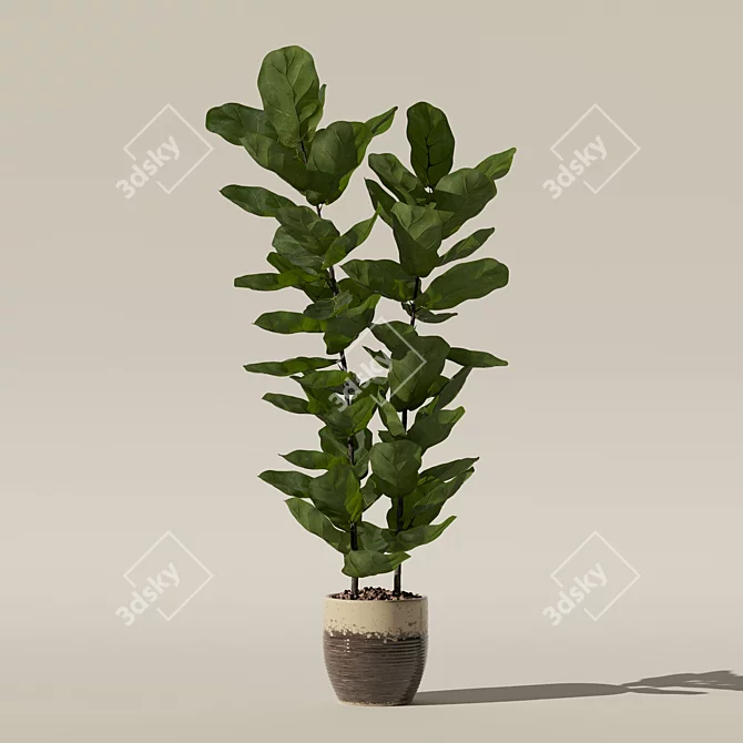 Lush Ficus Lyrata Plant	Collection 3D model image 7